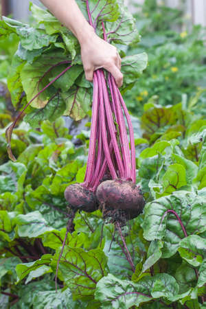 hands with some fresh beetroots with tops, selective focus. Natural day light.の写真素材