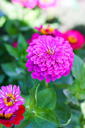 Flower pink tsiniya, selective focus. Sunny summer day.