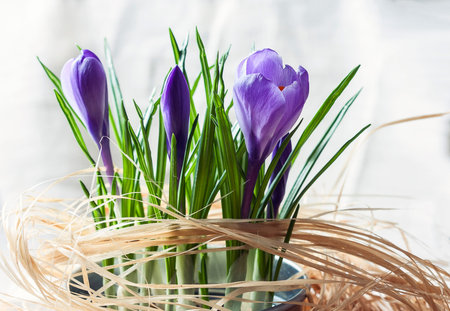 Spring purple crocus flowers. Selective focusの写真素材