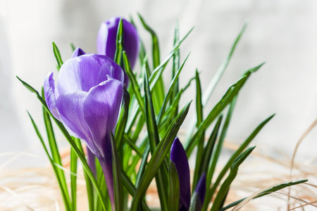 Spring purple crocus flowers. Selective focus