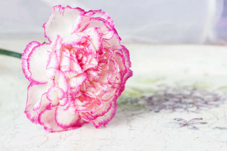 Beautiful pink carnation flower on a white wooden background. Macro. Selective focusの写真素材