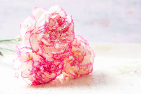 Beautiful pink carnation flowers on a white wooden background. Selective focusの写真素材