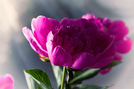 Pink peonies with drops of water. Tonal processing. Selective focusの写真素材