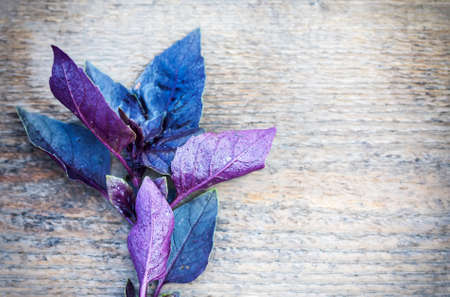 Fresh red basil, close up. Selective focusの写真素材