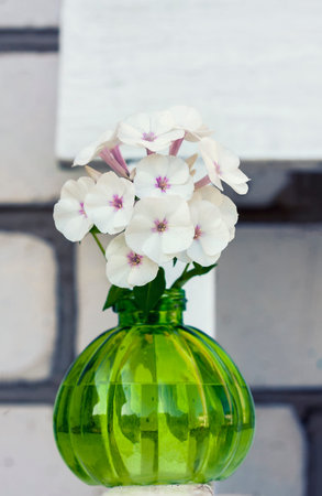 vintage round vase  white  phloxes. Selective focusの写真素材