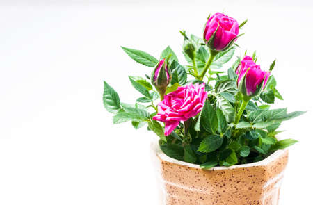 Roses in a pot on a white background. Selective focusの写真素材