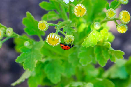 Ladybug and flower on a green background. Selective focusの写真素材