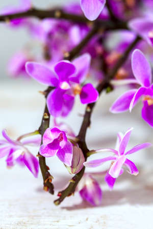 beautiful purple orchid on white background. Selective focusの写真素材