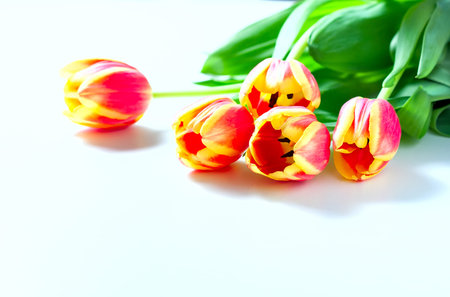 Orange tulips and cat kittens love heart valentine romance on white background. Selective focus