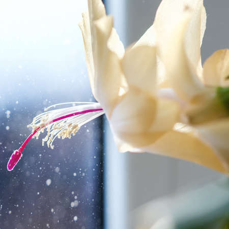 Christmas cactus, Thanksgiving cactus, Schlumbergera Selective focusの写真素材