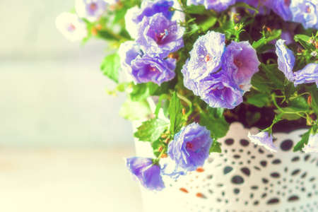 Small purple flowers, bellflower, Campanula, in the pot in the sun. Selective focusの写真素材
