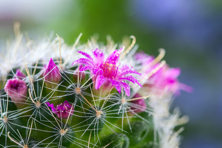 Cactus with blossoms on white background (Mammillaria). Selective focus