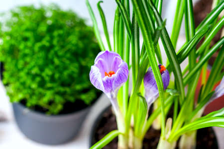 spring flowers with garden tools. Selective focusの写真素材