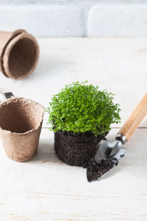 spring flowers with garden tools. Selective focusの写真素材