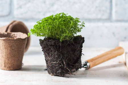 spring flowers with garden tools. Selective focusの写真素材