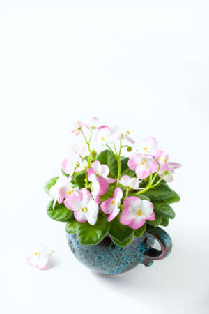 Pink and White African Violet in flower pot, isolated on white.の写真素材
