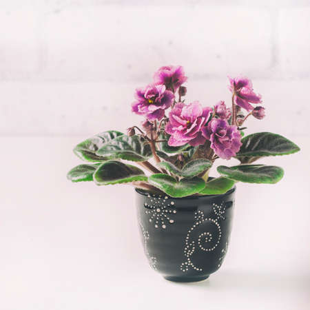 African Violet in flower pot, isolated on white. Selective focusの写真素材