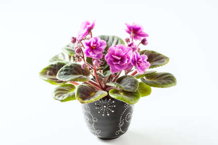 African Violet in flower pot, isolated on white. Selective focusの写真素材