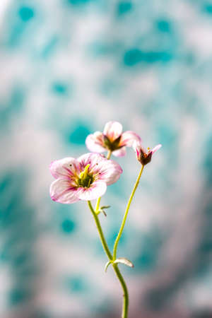 White and pink saxifrage flowers macro closeup. Selective focusの写真素材