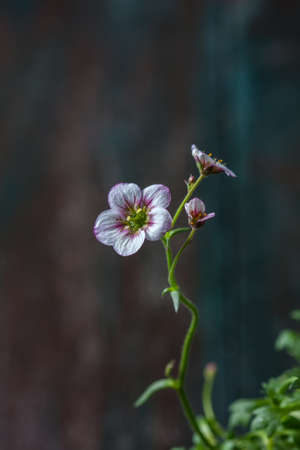 White and pink saxifrage flowers macro closeup. Selective focusの写真素材