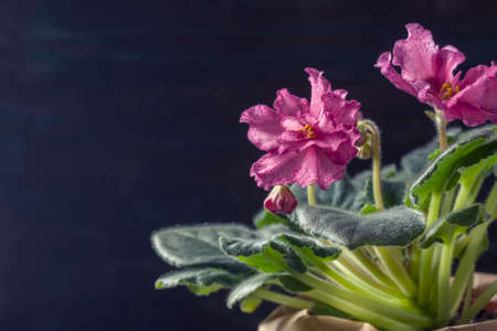 Flowering Saintpaulias, commonly known as African violet. Potted plant. A dark background.の写真素材