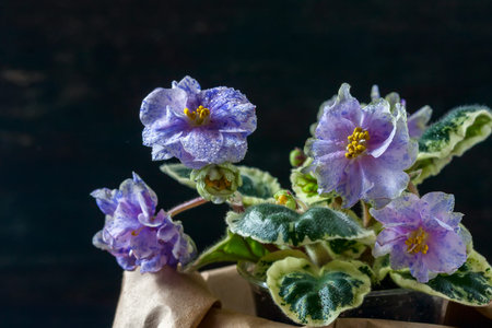 Flowering Saintpaulias, commonly known as African violet. Mini Potted plant. A dark background....
