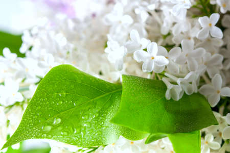 Bouquet of a white lilac on a concrete background. Selective focusの写真素材