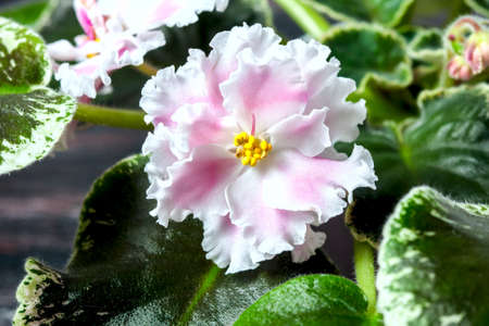 Flowering Saintpaulias, commonly known as African violet. Mini Potted plant. Selective focusの写真素材