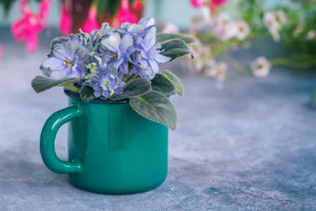 Flowering Saintpaulias, commonly known as African violet. Mini Potted plant. Selective focusの写真素材