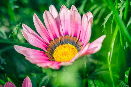 Beautiful garden flowers. Natural light.の写真素材