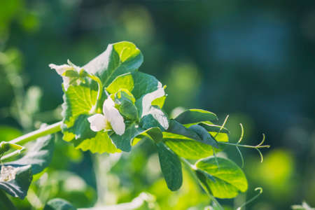 Flowering peas in the garden. Natural light.の写真素材