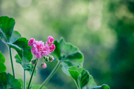 Pelargonium flowers closeup. Horseshue pelargonium or Pelargonium zonale. Selective focusの写真素材