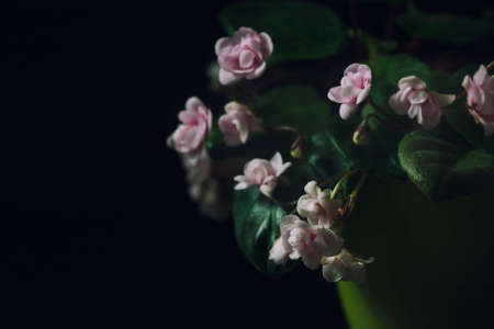 Flowering Saintpaulias, commonly known as African violet. Mini Potted plant. A dark background. Selective focusの写真素材