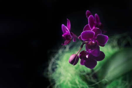 Mini orchid (Phalaenopsis) in a pot with flowers and buds on dark background. Selective focusの写真素材