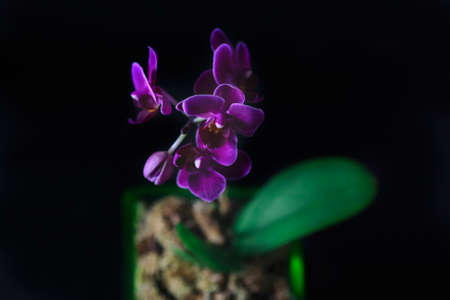 Mini orchid (Phalaenopsis) in a pot with flowers and buds on dark background. Selective focusの写真素材