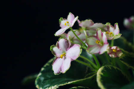 Flowering Saintpaulias, commonly known as African violet. Mini Potted plant. A dark background. Selective focusの写真素材