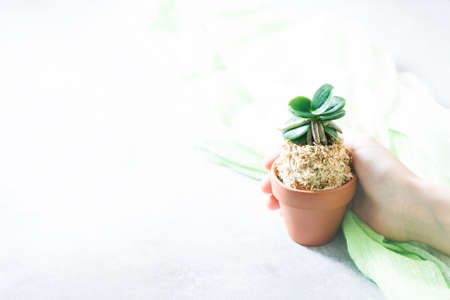 Mini Orchid Sedirea japonica, Minmaru. Macro Selective focusの写真素材