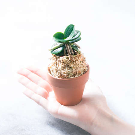 Mini Orchid Sedirea japonica, Minmaru. Macro Selective focusの写真素材