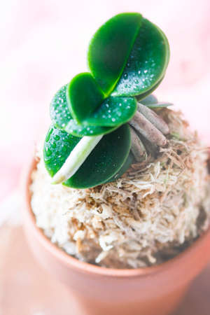 Mini Orchid Sedirea japonica, Minmaru. Macro Selective focusの写真素材