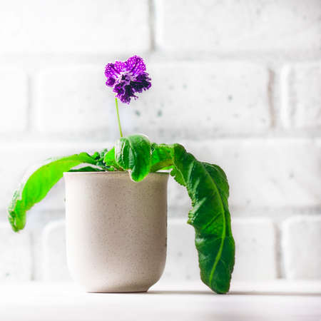 Purple streptocarpus flowers in a pot on a white background. Selective focusの写真素材
