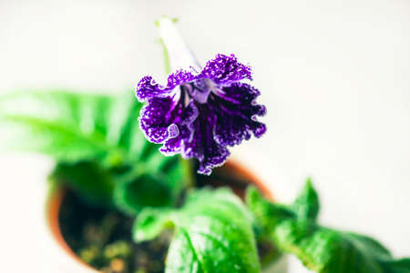 Purple streptocarpus flowers in a pot on a white background. Selective focusの写真素材