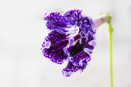 Purple streptocarpus flowers in a pot on a white background. Selective focusの写真素材