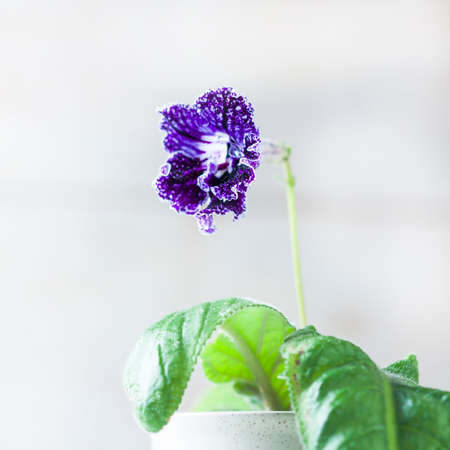 Purple streptocarpus flowers in a pot on a white background. Selective focusの写真素材