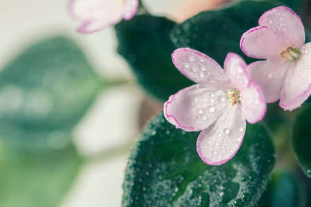Flowering Saintpaulias, commonly known as African violet. Mini Potted plant. Selective focusの写真素材