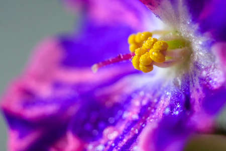 Flowering Saintpaulias, commonly known as African violet. Mini Potted plant. Collectible violet.の写真素材