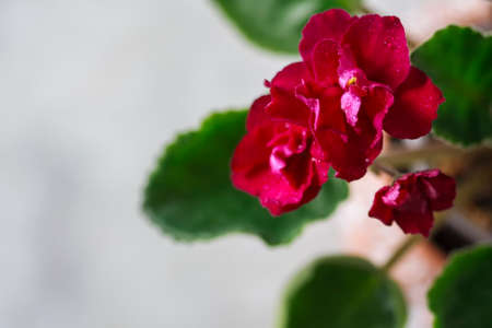 Flowering Saintpaulias, commonly known as African violet. Mini Potted plant. Collectible violet. Selective focus. Macroの写真素材