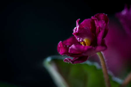 Flowering Saintpaulias, commonly known as African violet. Mini Potted plant. Collectible violet. Selective focus. Macroの写真素材