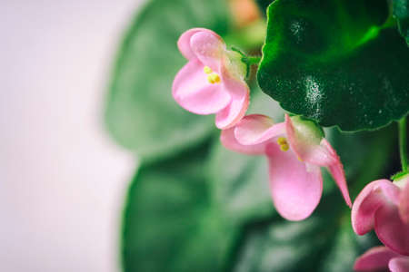 Flowering Saintpaulias, commonly known as African violet. Mini Potted plant. A dark background. Selective focusの写真素材