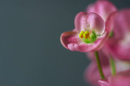 Flowering Saintpaulias, commonly known as African violet. Mini Potted plant. A dark background. Selective focusの写真素材