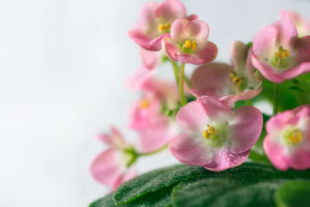 Flowering Saintpaulias, commonly known as African violet. Mini Potted plant.の写真素材